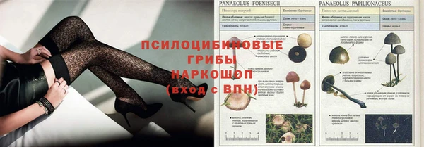 стаф Корсаков