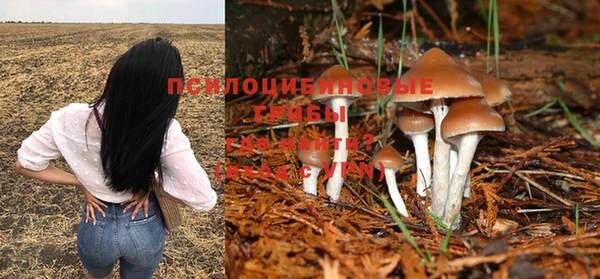 стаф Корсаков
